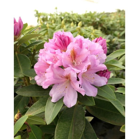 'Tomasz Wojciech' - różanecznik wielkokwiatowy
Rhododendron hybridum 'Tomasz Wojciech'