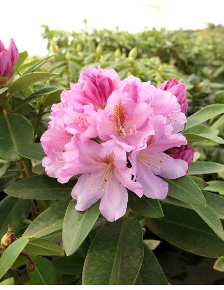 'Tomasz Wojciech' - różanecznik wielkokwiatowy
Rhododendron hybridum 'Tomasz Wojciech' 'Tomasz Wojciech' - różanecznik wielkokwiatowy
Rhododendron hybridum 'Tomasz Wojciech'