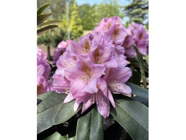 'Tomasz Wojciech' - różanecznik wielkokwiatowy
Rhododendron hybridum 'Tomasz Wojciech'