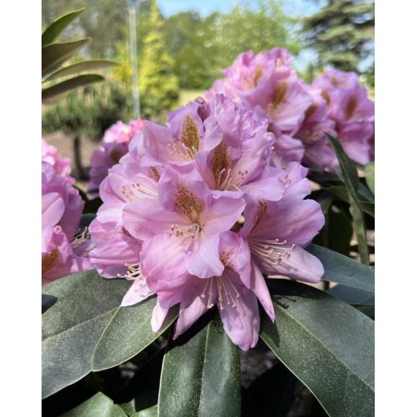 'Tomasz Wojciech' - różanecznik wielkokwiatowy
Rhododendron hybridum 'Tomasz Wojciech'