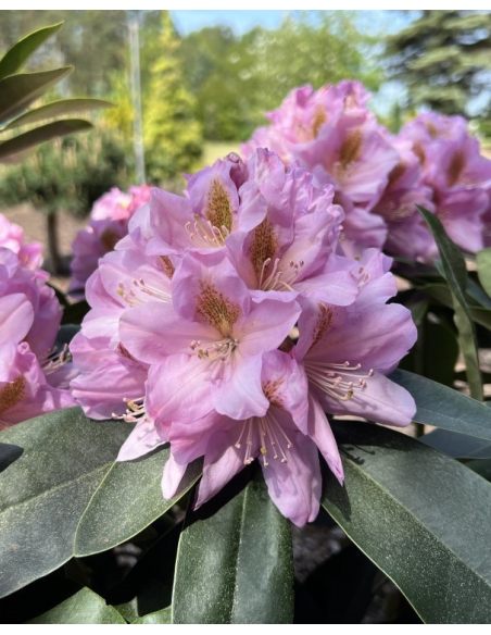'Tomasz Wojciech' - różanecznik wielkokwiatowy
Rhododendron hybridum 'Tomasz Wojciech' 'Tomasz Wojciech' - różanecznik wielkokwiatowy
Rhododendron hybridum 'Tomasz Wojciech'