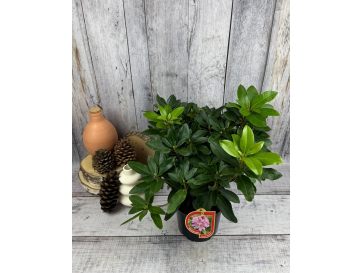 'Tomasz Wojciech' - różanecznik wielkokwiatowy
Rhododendron hybridum 'Tomasz Wojciech' 2