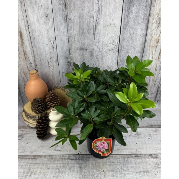 'Tomasz Wojciech' - różanecznik wielkokwiatowy
Rhododendron hybridum 'Tomasz Wojciech'