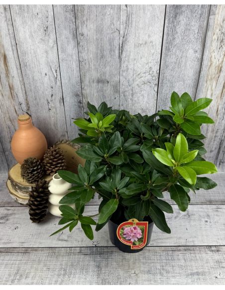 'Tomasz Wojciech' - różanecznik wielkokwiatowy
Rhododendron hybridum 'Tomasz Wojciech' 'Tomasz Wojciech' - różanecznik wielkokwiatowy
Rhododendron hybridum 'Tomasz Wojciech'