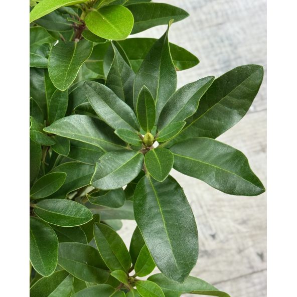 'Tomasz Wojciech' - różanecznik wielkokwiatowy
Rhododendron hybridum 'Tomasz Wojciech'