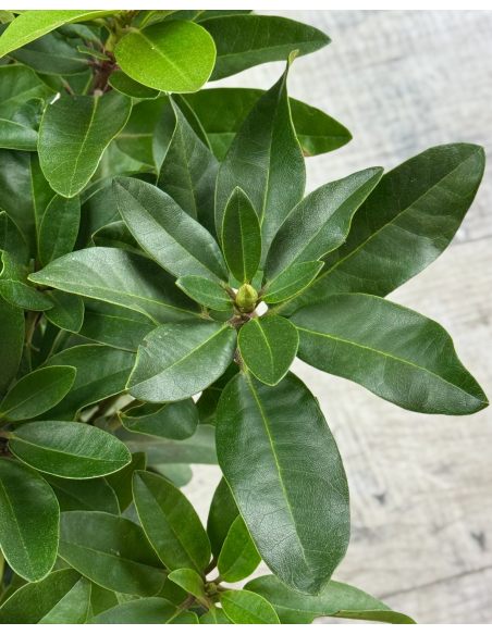 'Tomasz Wojciech' - różanecznik wielkokwiatowy
Rhododendron hybridum 'Tomasz Wojciech' 'Tomasz Wojciech' - różanecznik wielkokwiatowy
Rhododendron hybridum 'Tomasz Wojciech'