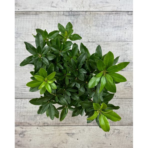 'Tomasz Wojciech' - różanecznik wielkokwiatowy
Rhododendron hybridum 'Tomasz Wojciech'