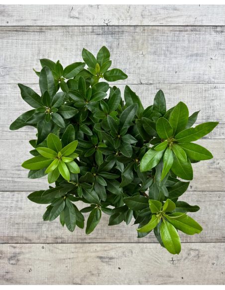 'Tomasz Wojciech' - różanecznik wielkokwiatowy
Rhododendron hybridum 'Tomasz Wojciech' 'Tomasz Wojciech' - różanecznik wielkokwiatowy
Rhododendron hybridum 'Tomasz Wojciech'