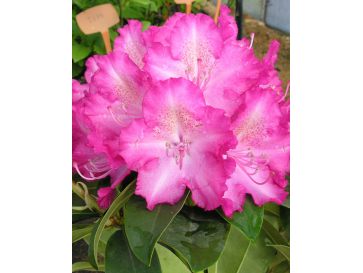 'Sternzauber' - różanecznik wielkokwiatowy 
Rhododendron hybridum 'Sternzauber'