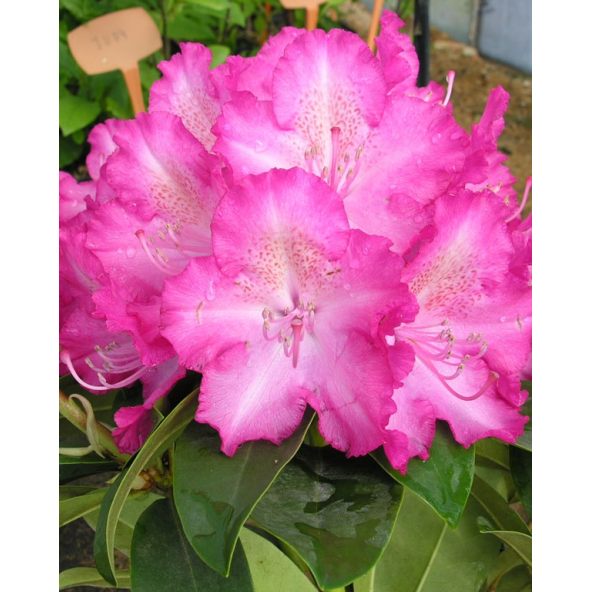 'Sternzauber' - różanecznik wielkokwiatowy 
Rhododendron hybridum 'Sternzauber'