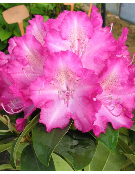 'Sternzauber' - różanecznik wielkokwiatowy 
Rhododendron hybridum 'Sternzauber' 'Sternzauber' - różanecznik wielkokwiatowy 
Rhododendron hybridum 'Sternzauber'