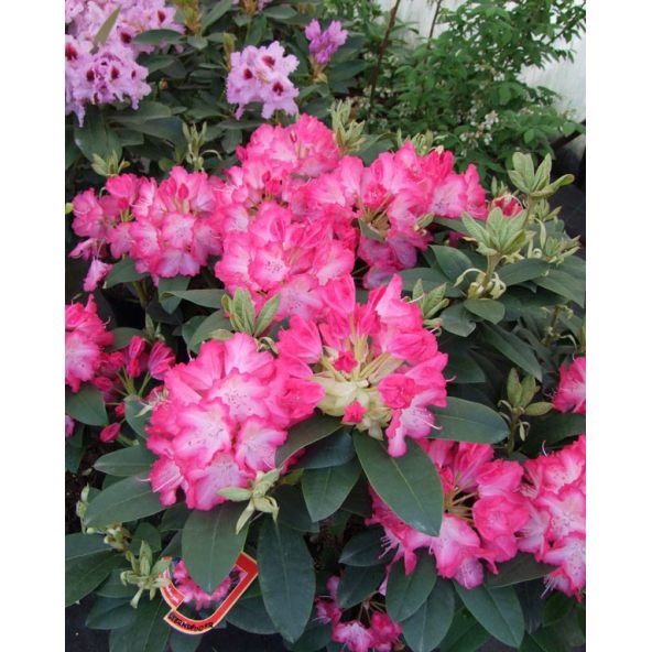 'Sternzauber' - różanecznik wielkokwiatowy 
Rhododendron hybridum 'Sternzauber'