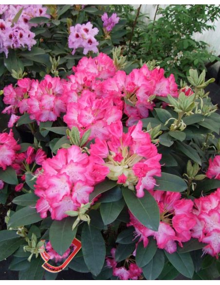 'Sternzauber' - różanecznik wielkokwiatowy 
Rhododendron hybridum 'Sternzauber' 'Sternzauber' - różanecznik wielkokwiatowy 
Rhododendron hybridum 'Sternzauber'