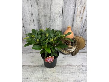 'Sternzauber' - różanecznik wielkokwiatowy 
Rhododendron hybridum 'Sternzauber' 2