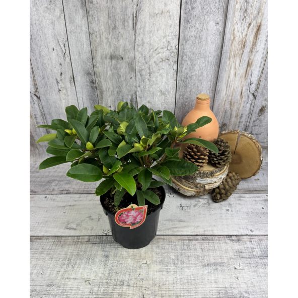 'Sternzauber' - różanecznik wielkokwiatowy 
Rhododendron hybridum 'Sternzauber'