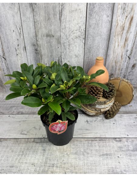 'Sternzauber' - różanecznik wielkokwiatowy 
Rhododendron hybridum 'Sternzauber' 'Sternzauber' - różanecznik wielkokwiatowy 
Rhododendron hybridum 'Sternzauber'