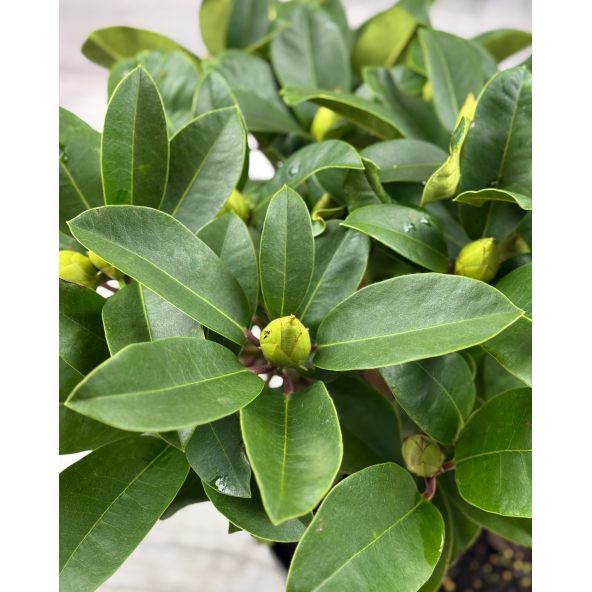 'Sternzauber' - różanecznik wielkokwiatowy 
Rhododendron hybridum 'Sternzauber'