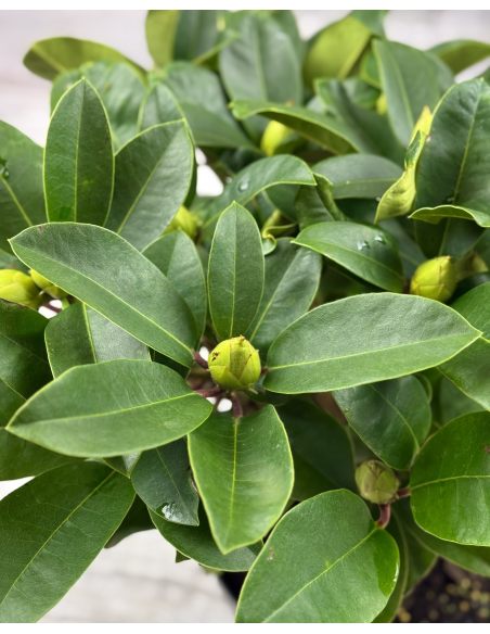 'Sternzauber' - różanecznik wielkokwiatowy 
Rhododendron hybridum 'Sternzauber' 'Sternzauber' - różanecznik wielkokwiatowy 
Rhododendron hybridum 'Sternzauber'