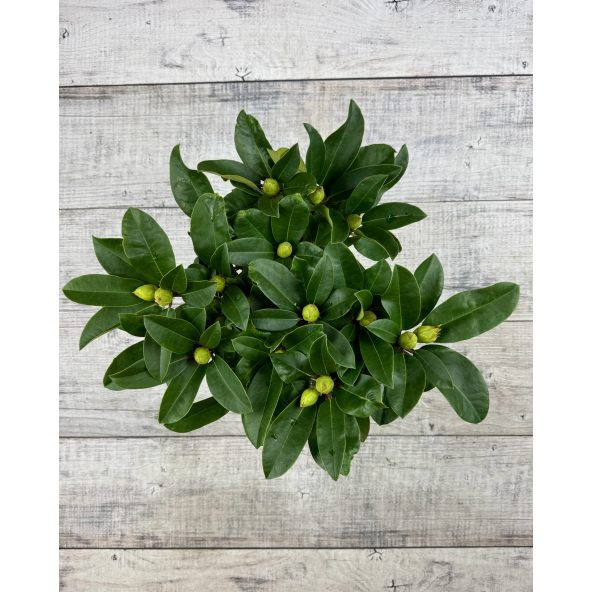 'Sternzauber' - różanecznik wielkokwiatowy 
Rhododendron hybridum 'Sternzauber'