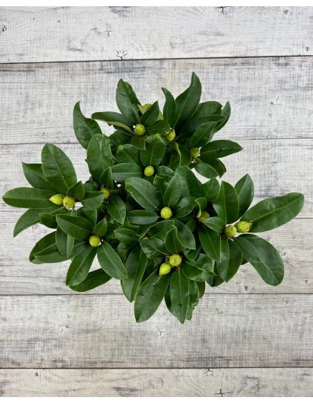 'Sternzauber' - różanecznik wielkokwiatowy 
Rhododendron hybridum 'Sternzauber' 'Sternzauber' - różanecznik wielkokwiatowy 
Rhododendron hybridum 'Sternzauber'