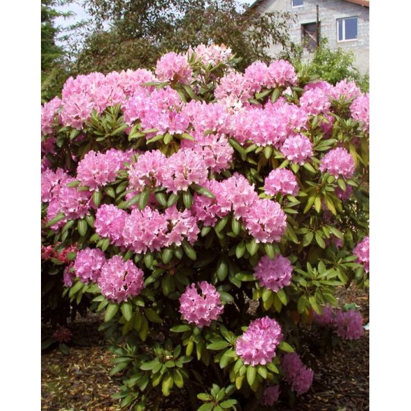 'Roseum Elegans' - różanecznik wielkokwiatowy
Rhododendron hybridum 'Roseum Elegans'