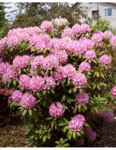 'Roseum Elegans' - różanecznik wielkokwiatowy
Rhododendron hybridum 'Roseum Elegans'