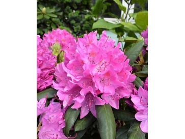 'Roseum Elegans' - różanecznik wielkokwiatowy
Rhododendron hybridum 'Roseum Elegans'