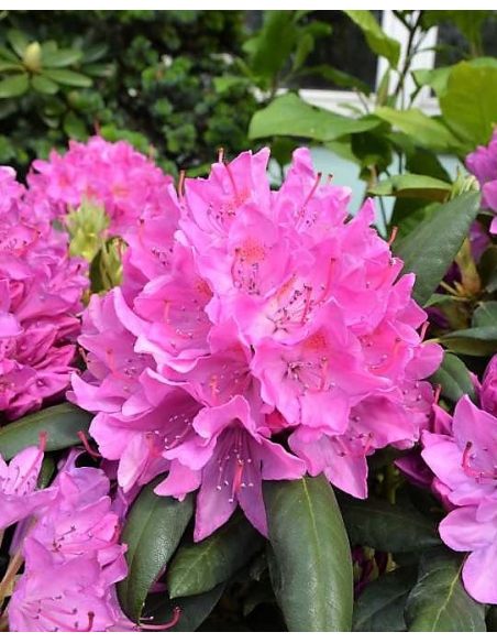 'Roseum Elegans' - różanecznik wielkokwiatowy
Rhododendron hybridum 'Roseum Elegans'