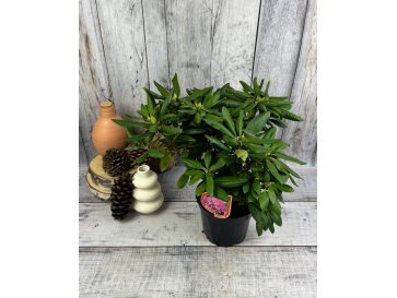 'Roseum Elegans' - różanecznik wielkokwiatowy
Rhododendron hybridum 'Roseum Elegans' 2