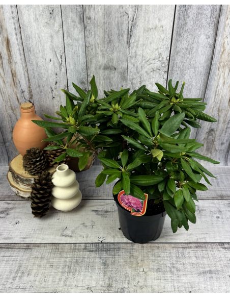'Roseum Elegans' - różanecznik wielkokwiatowy
Rhododendron hybridum 'Roseum Elegans'