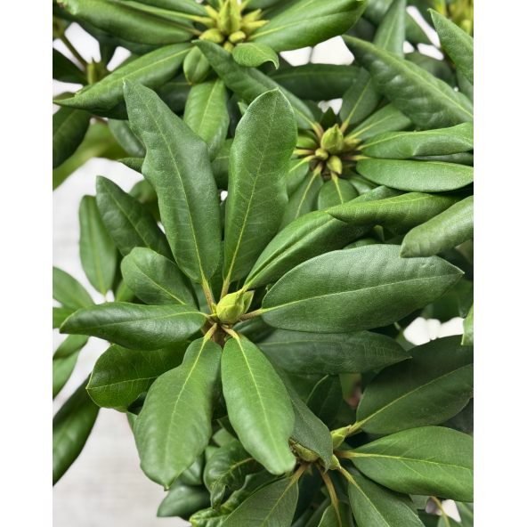 'Roseum Elegans' - różanecznik wielkokwiatowy
Rhododendron hybridum 'Roseum Elegans'