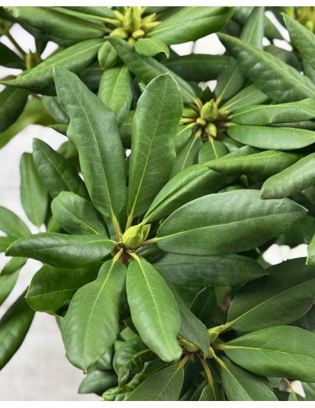 'Roseum Elegans' - różanecznik wielkokwiatowy
Rhododendron hybridum 'Roseum Elegans'