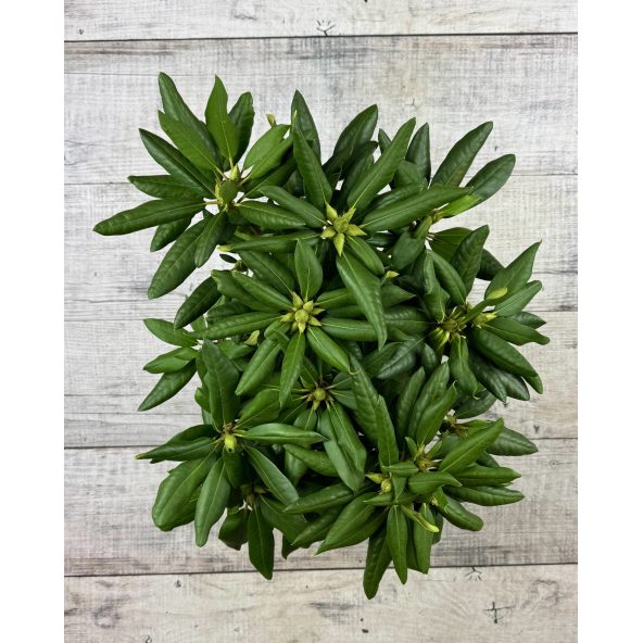 'Roseum Elegans' - różanecznik wielkokwiatowy
Rhododendron hybridum 'Roseum Elegans'