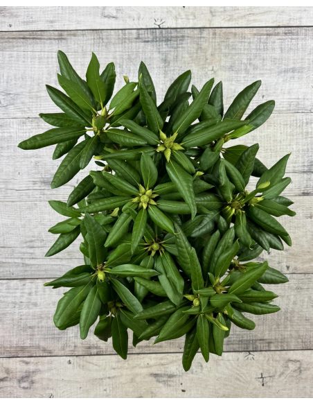 'Roseum Elegans' - różanecznik wielkokwiatowy
Rhododendron hybridum 'Roseum Elegans'