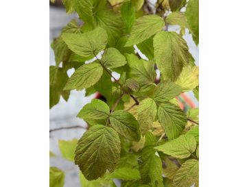 'Amaranta' - malina właściwa 
Rubus idaeus 'Amaranta' 2