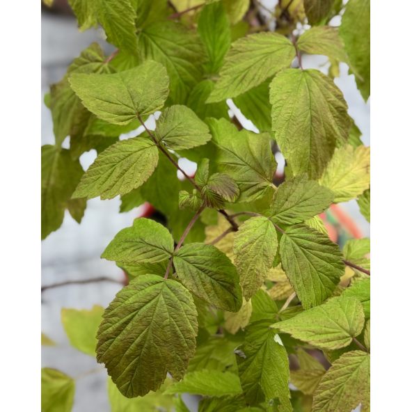 'Amaranta' - malina właściwa 
Rubus idaeus 'Amaranta'