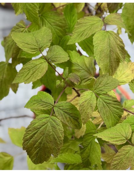 'Amaranta' - malina właściwa 
Rubus idaeus 'Amaranta'