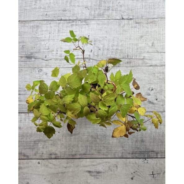 'Amaranta' - malina właściwa 
Rubus idaeus 'Amaranta'