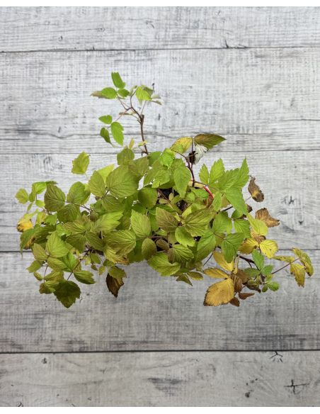 'Amaranta' - malina właściwa 
Rubus idaeus 'Amaranta'