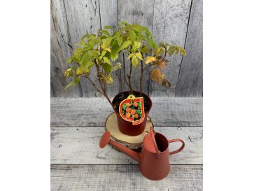 'Amaranta' - malina właściwa 
Rubus idaeus 'Amaranta'