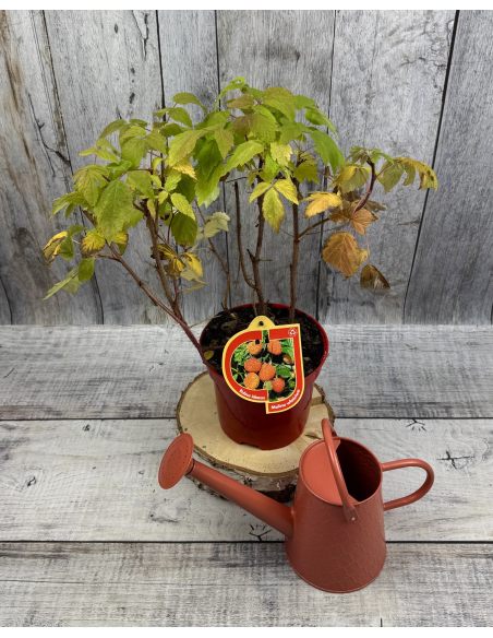 'Amaranta' - malina właściwa 
Rubus idaeus 'Amaranta'