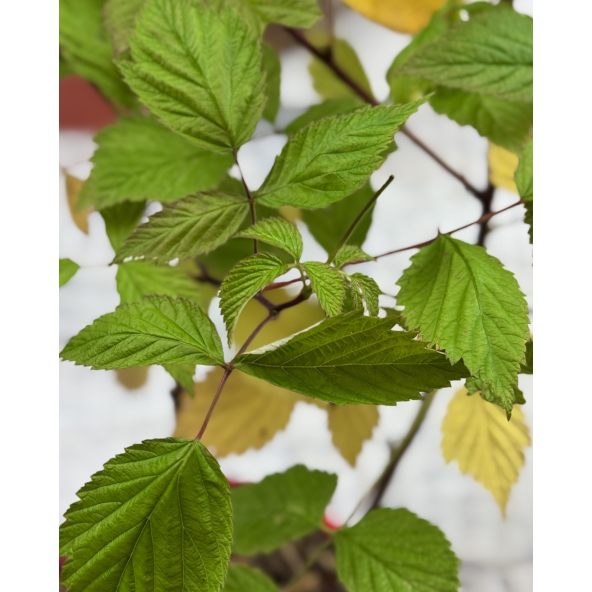 'BT Rassix' AMBRA - malina właściwa 
Rubus idaeus 'BT Rassix' AMBRA