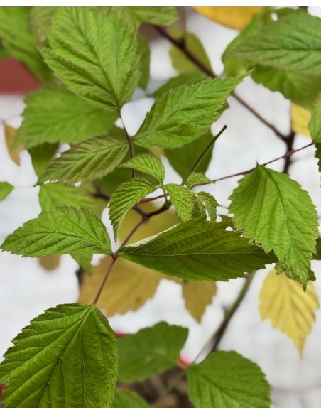 'BT Rassix' AMBRA - malina właściwa 
Rubus idaeus 'BT Rassix' AMBRA