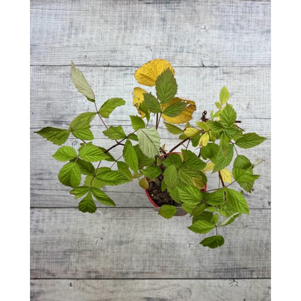 'BT Rassix' AMBRA - malina właściwa 
Rubus idaeus 'BT Rassix' AMBRA