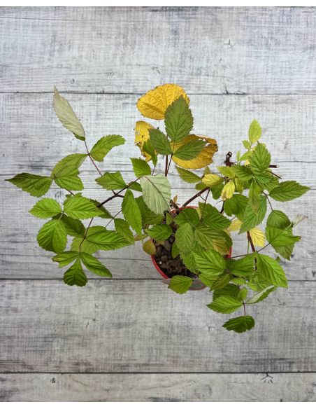 'BT Rassix' AMBRA - malina właściwa 
Rubus idaeus 'BT Rassix' AMBRA