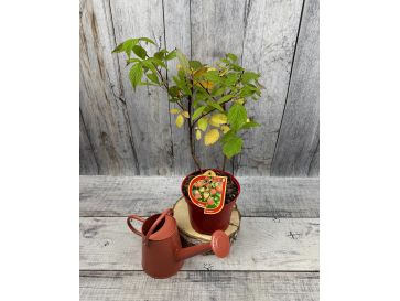 'BT Rassix' AMBRA - malina właściwa 
Rubus idaeus 'BT Rassix' AMBRA