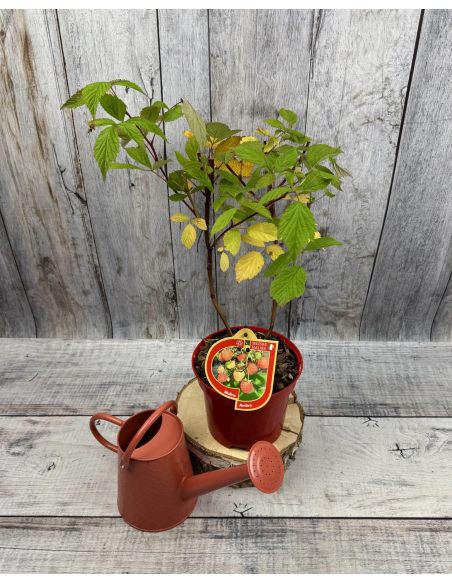 'BT Rassix' AMBRA - malina właściwa 
Rubus idaeus 'BT Rassix' AMBRA