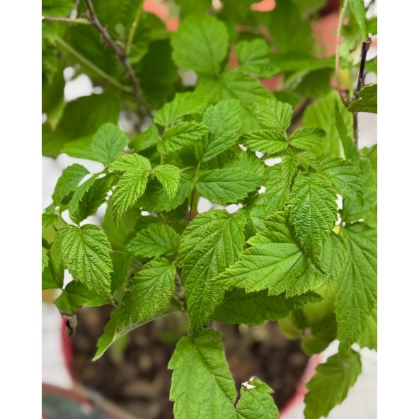 'Black Jewel' - malina właściwa 
Rubus idaeus 'Black Jewel'