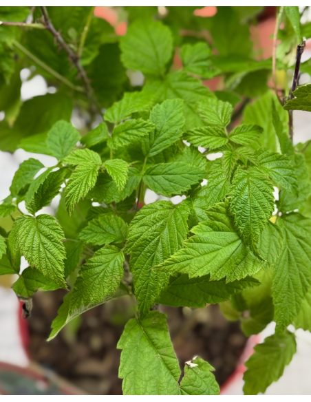 'Black Jewel' - malina właściwa 
Rubus idaeus 'Black Jewel'