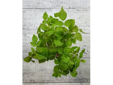 'Black Jewel' - malina właściwa 
Rubus idaeus 'Black Jewel' 2